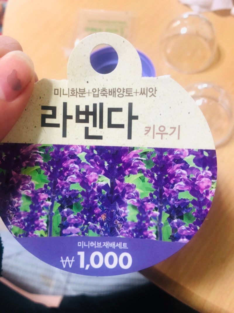 다이소 미니화분 로즈마리,라벤더 키우기