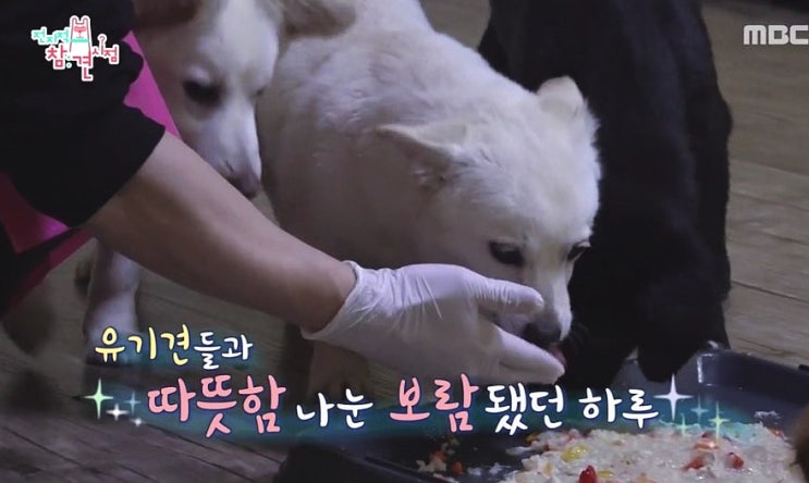  전지적 참견 시점 박성광 송이 유기견 봉사활동