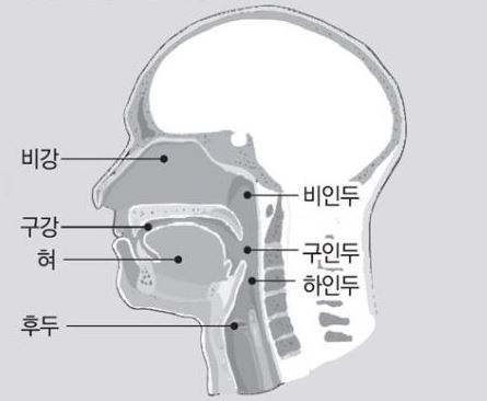  비인두암 생존율은? 흡연·음주 치명적