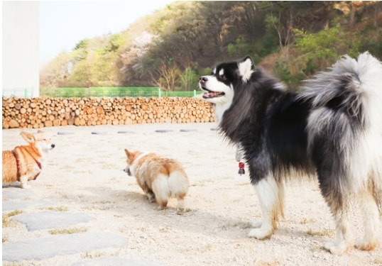 울산애견월드