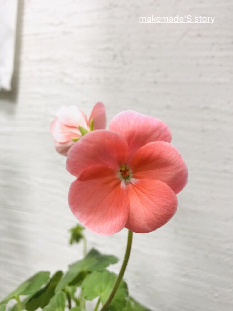  주말작업실일상ㅡ꽃화초.미싱공방.제라늄꽃.시지미싱수업.대구재봉틀수업.메이크메이드.