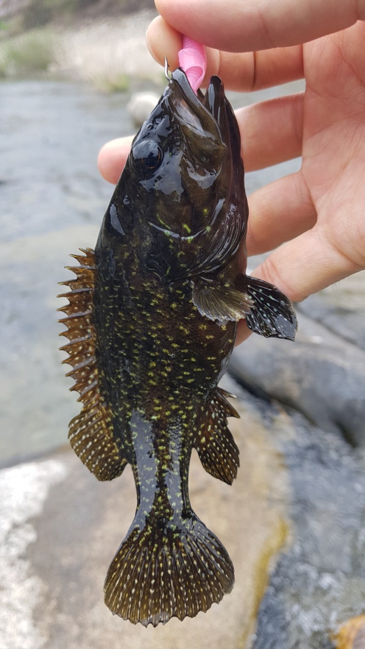  가평 꺽지낚시~2019년 첫 꺽지 보다~