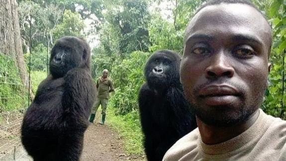 마운틴고릴라들의 편치않은 삶(uneasy life of Mountain Gorillas)
