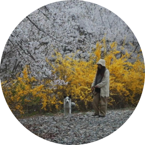  개 산책] 설아~ 꽃길만 걷쟈~ 양주 벚꽃엔딩