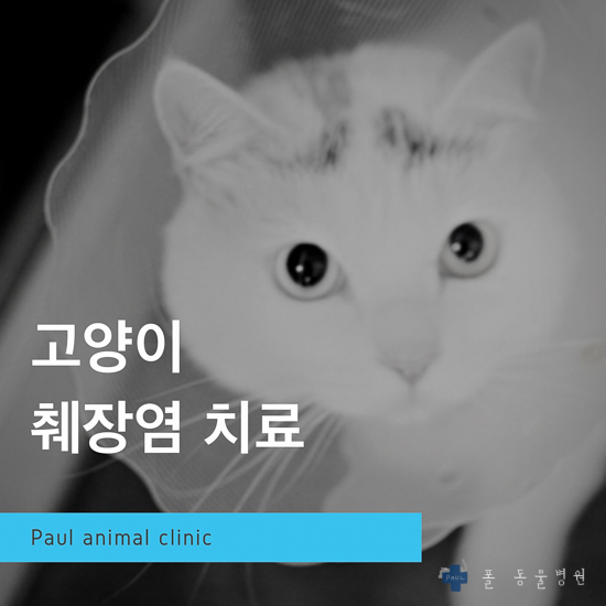  고양이 췌장염, 고양이 식욕부진 & 분당 24시 폴 동물병원