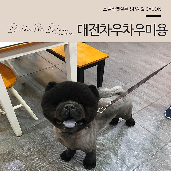  대전차우차우미용 똑 소리나는 스텔라펫살롱