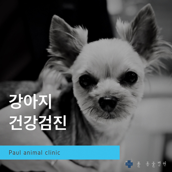  강아지 고양이 건강검진 동물병원(종합검사) & 분당 24시 폴 동물병원(정자동)