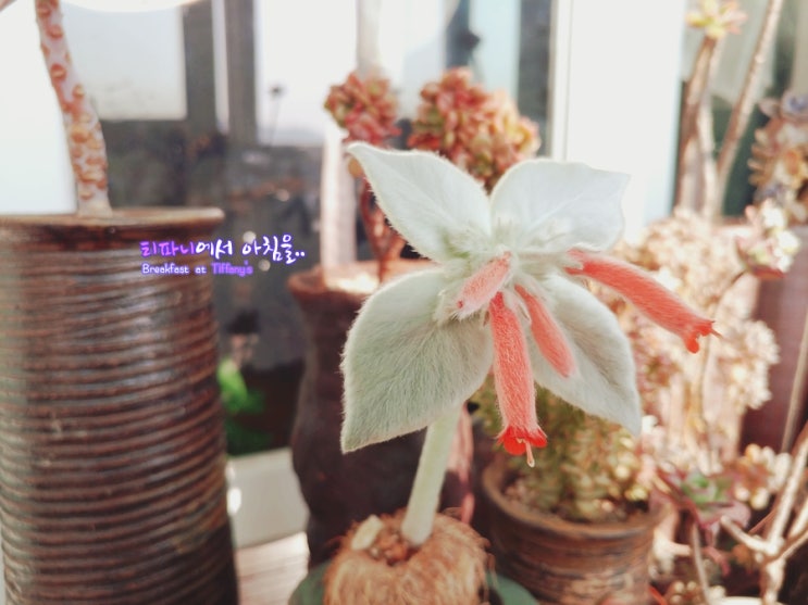  단애의 여왕 브라질에델바이스 주홍색 꽃 피우다