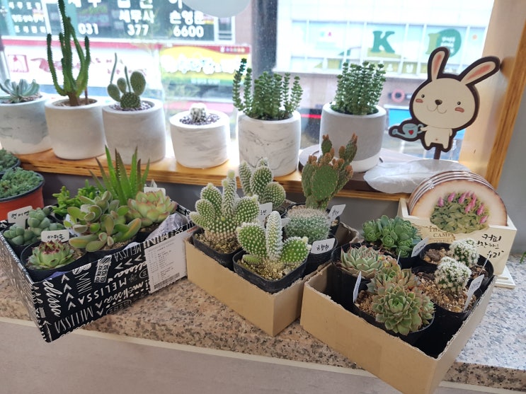  용인남사화훼단지- 이쁜 다육이들