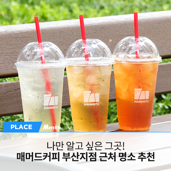  나만 알고 싶은 그곳! 매머드커피와 함께 부산 명소로 가자