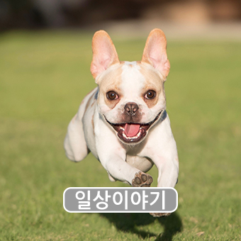  댕댕이 힐링타임~ 봄철 강아지 산책 주의사항! 