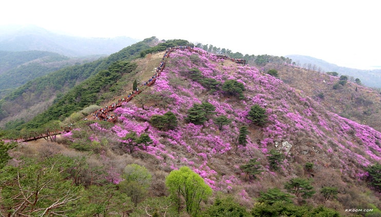  강화 고려산 등산, 진달래축제(고인돌광장~백련사 코스)