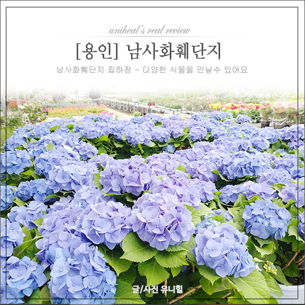  [용인갈만한곳] 남사화훼단지 - 화훼집하장에서 아이들과 꽃구경했어요