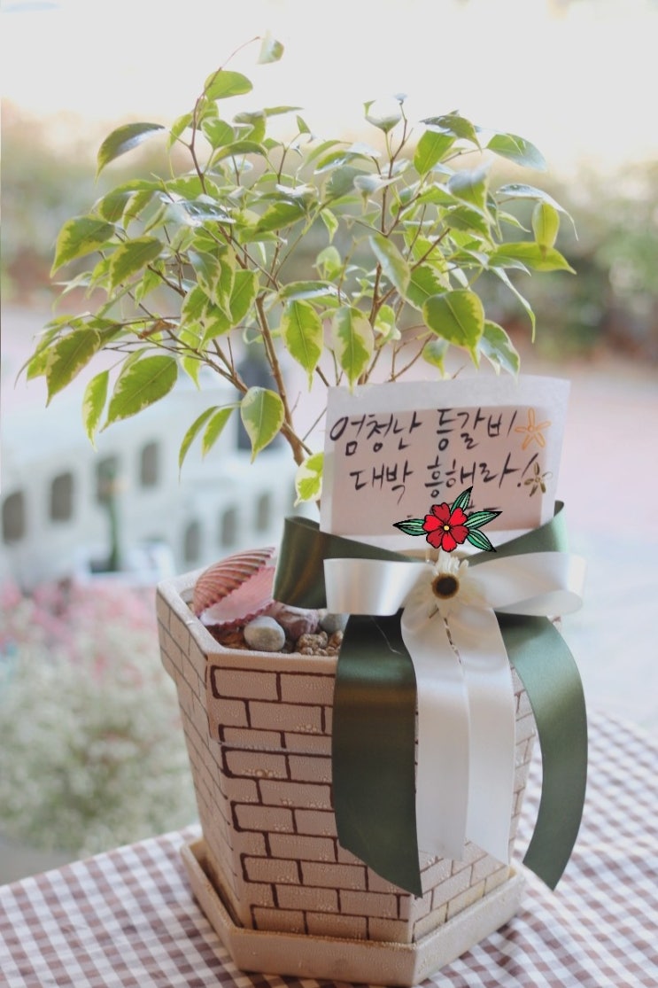 분평동꽃집,청주꽃집[립샵플라워] 재오픈 가볍게 개업 선물 화분!