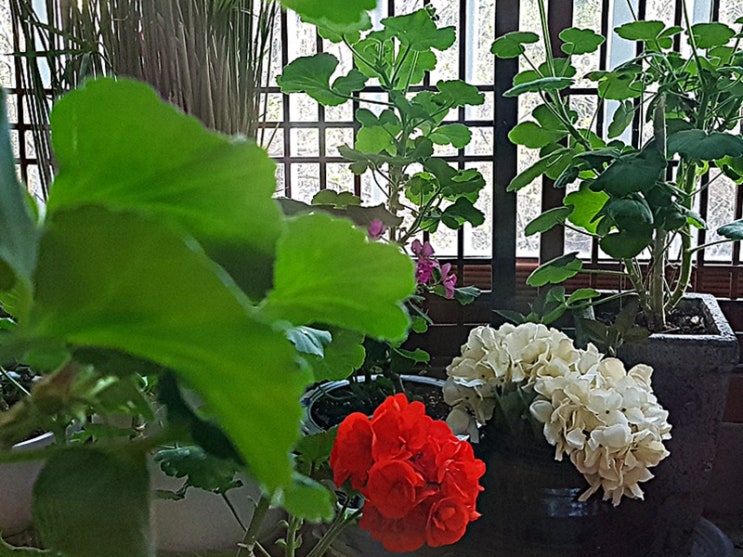  황혼이혼 보다는 졸혼, 졸혼 한번 생각해볼까?