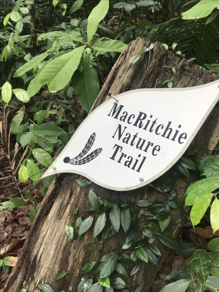 싱가포르여행/도심 속의 열대우림 트레킹 MacRitchie Trail Park
