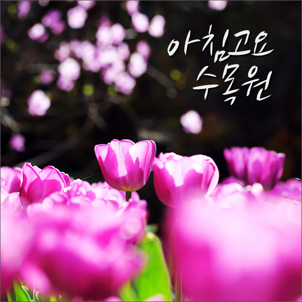  아침고요수목원 봄꽃축제 가평 봄나들이