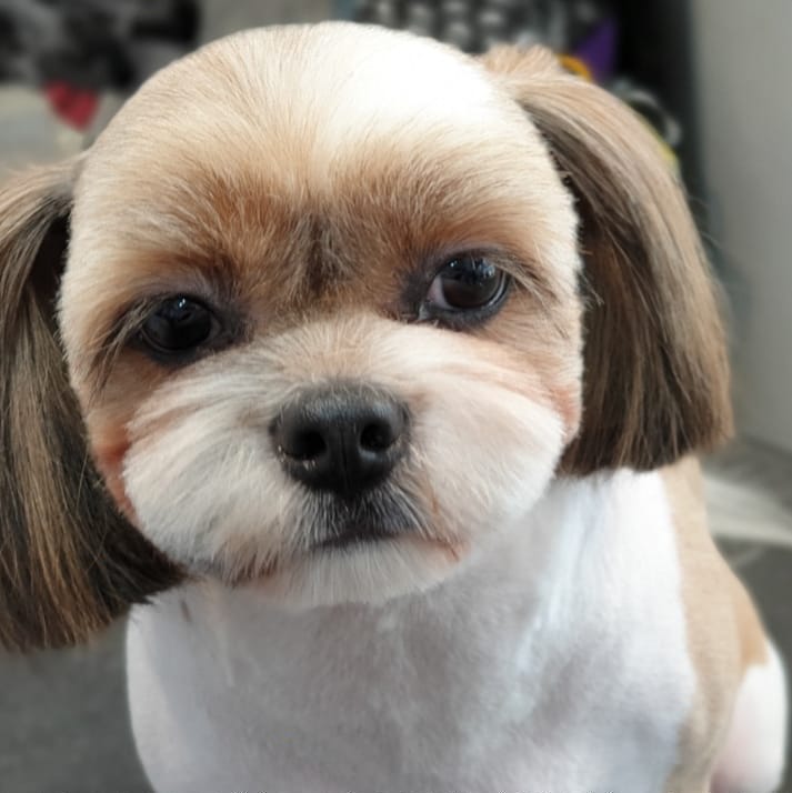  동두천애견미용 시추 김한국 쭈쭈 별이