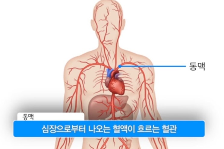  ※우리 몸의 생명선-혈관