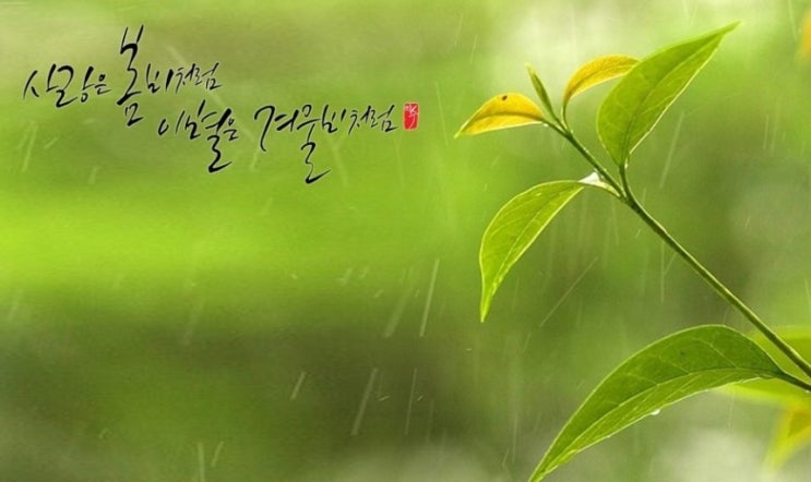  봄비 오는 밤 모란동백을 들으며 초록을 부릅니다