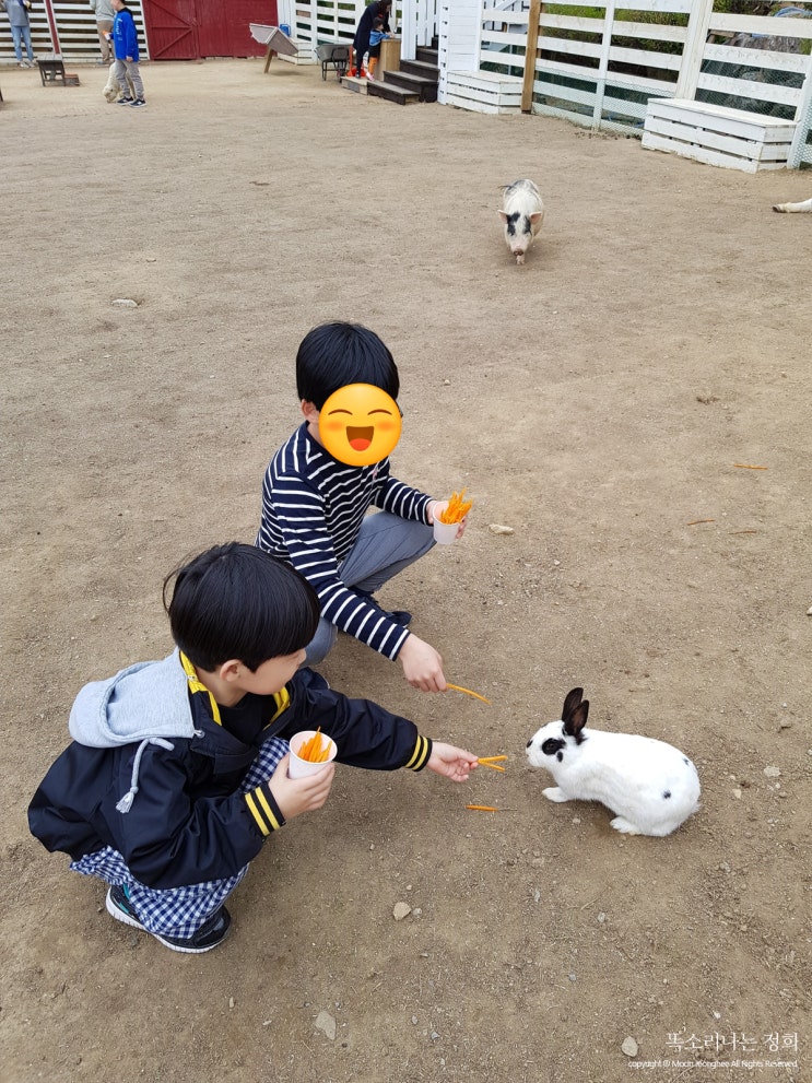  포천베어스타운 아이들과 다녀왔어요. 동물농장 에어바운스 etc