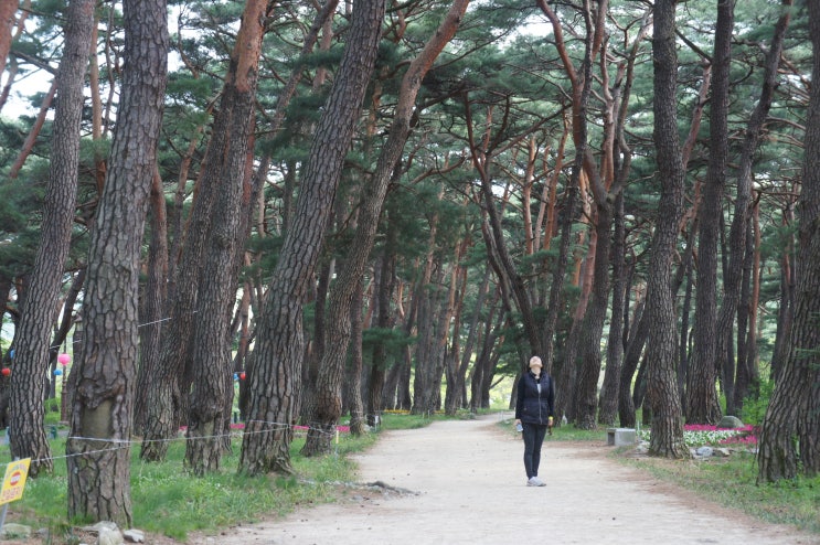  청도 여행...(운문사, 북대암, 운문사 솔바람길,)