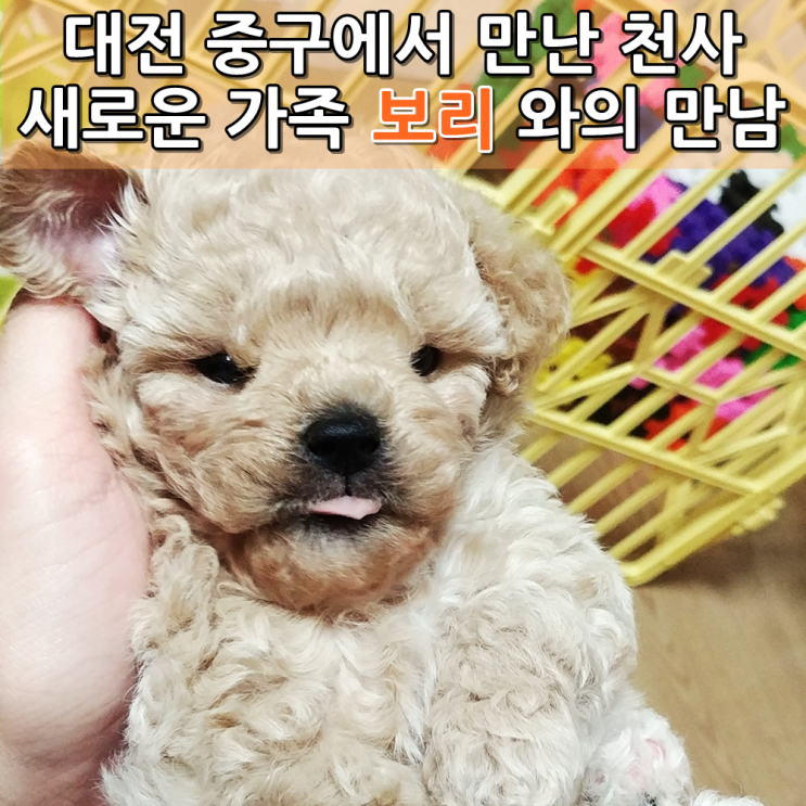 대전 중구 대흥동에서 만난 우리집 6번째 가족 - 천사같은 반려동물 강아지 크림푸들 보리 와의 만남후기