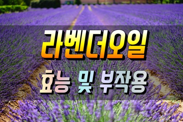  은은하고 달콤한 향을 가진 라벤더 오일 효능 및 부작용 심층분석