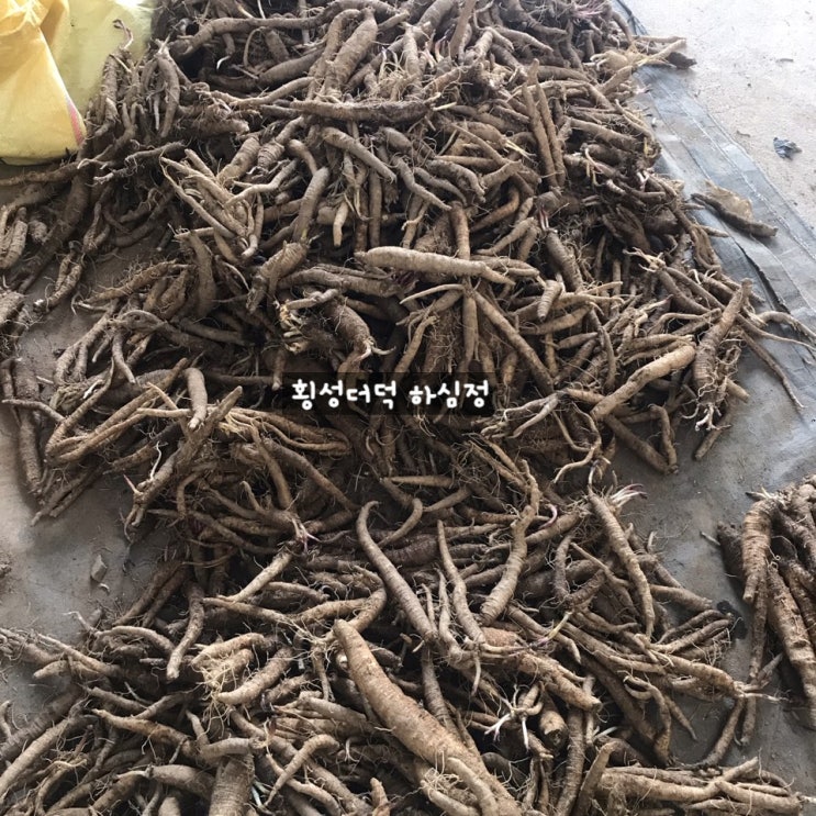  하심정 횡성더덕)봄더덕 최고