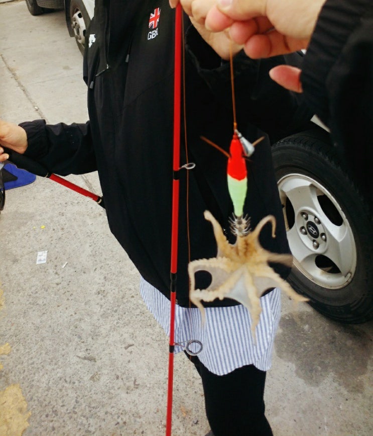  삼길포항 쭈꾸미낚시