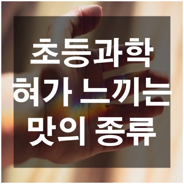  초등과학 미각 혀가 느끼는 맛의 종류 단맛 짠맛 쓴맛 신맛 감칠맛