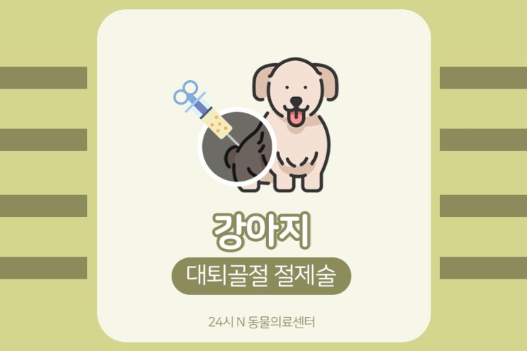 강아지 골절 수술!(대퇴골두 절단술_증상은 무엇일까?)성북구,노원구 동물병원