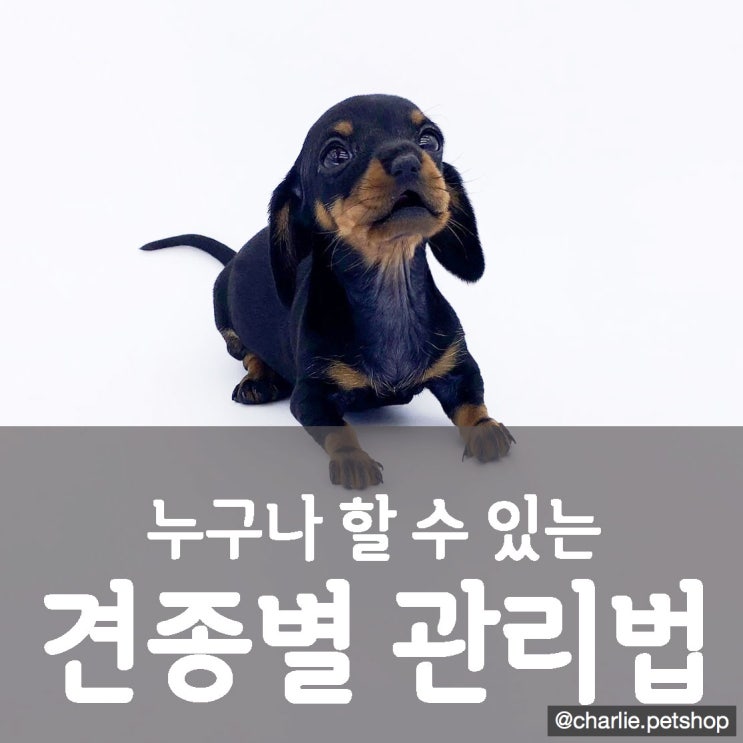  안양강아지분양 찰리펫샵에서 알려드리는 우리 강아지 관리하기 견종법 관리법 I