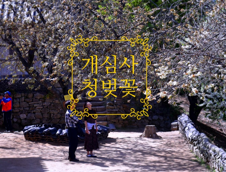  서산 개심사 청벚꽃 개화시기, 제4회 해미읍성 연등축제