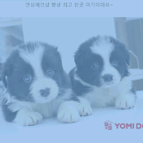  안성애견샵 항상 최고 인곳 여기어때요~