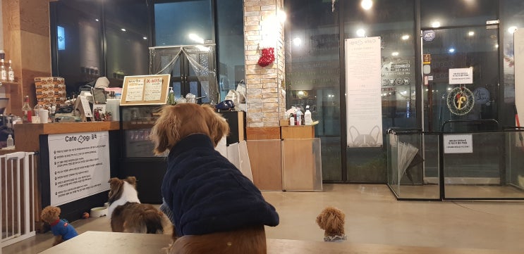 광교 강아지카페, 애견카페 카페도기