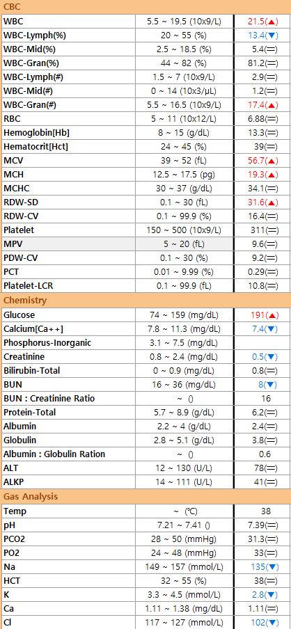  고양이 당뇨, 고양이 IBD, 용인 24시 동물병원, 분당24시 동물병원