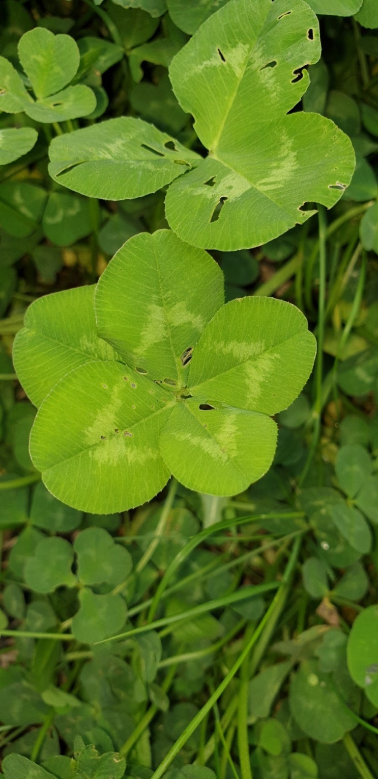  해미읍성