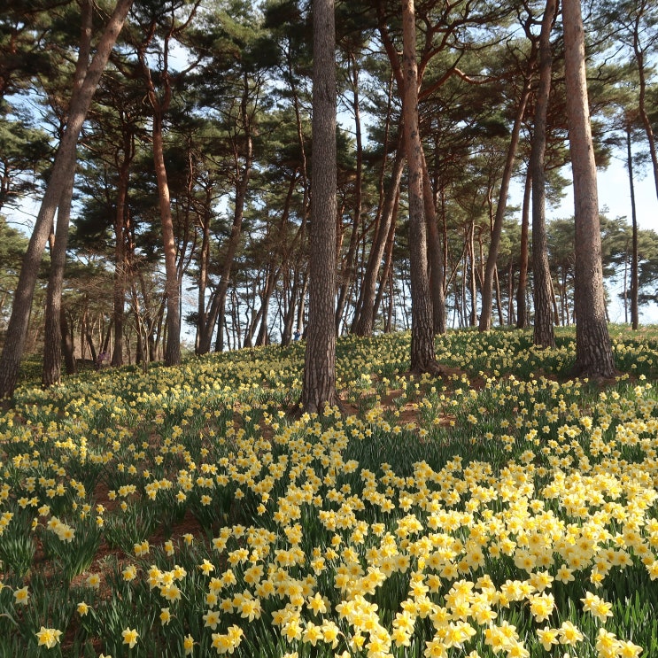  [서산여행] 서산 가볼만한곳, 유기방가옥, 서산마애삼존불, 개심사, 동부시장(맛있게먹는날, 옛날빵집), 해미읍성