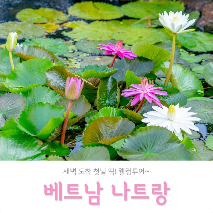 나트랑 자유여행 꿀팁 | 비엣젯 항공 새벽 도착 패스트트랙 + 웰컴투어 대박! 나트랑 자유여행 꿀팁 | 비엣젯 항공 새벽 도착 패스트트랙 + 웰컴투어 대박!