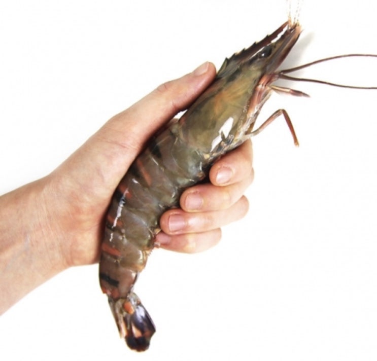  블랙타이거 새우, 맛군에서 엄청 특가판매~ 오호!