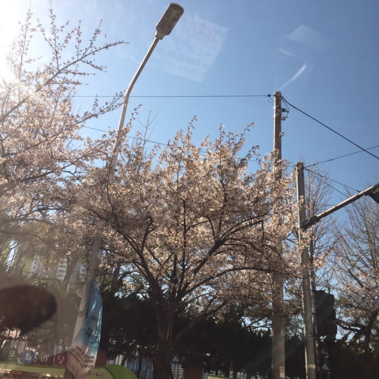  벚꽃이 폈다
