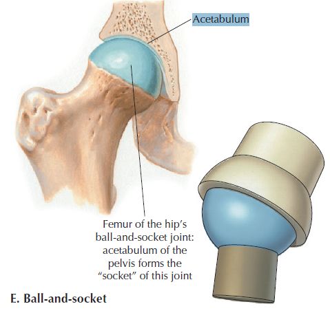  고관절통증 고관절소리 원인 중 하나인 snapping hip syndrome