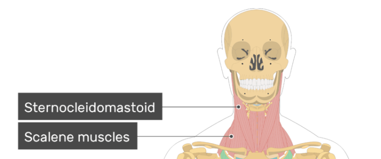 [동탄필라테스]  "거북목을 유발하는 근육"  후두하근(suboccipitals),  흉쇄유돌근(sternocleidomastoid)
