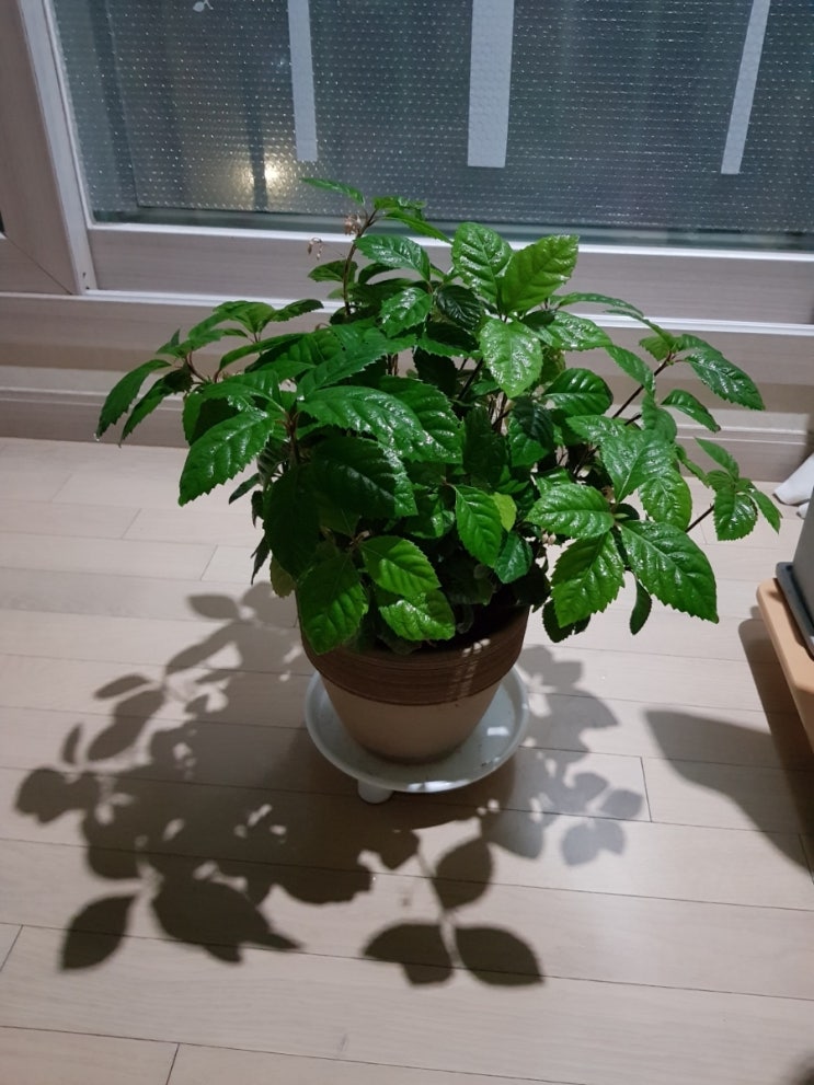  산호수 하얀 꽃/산호수 키우기/산호수 기르기