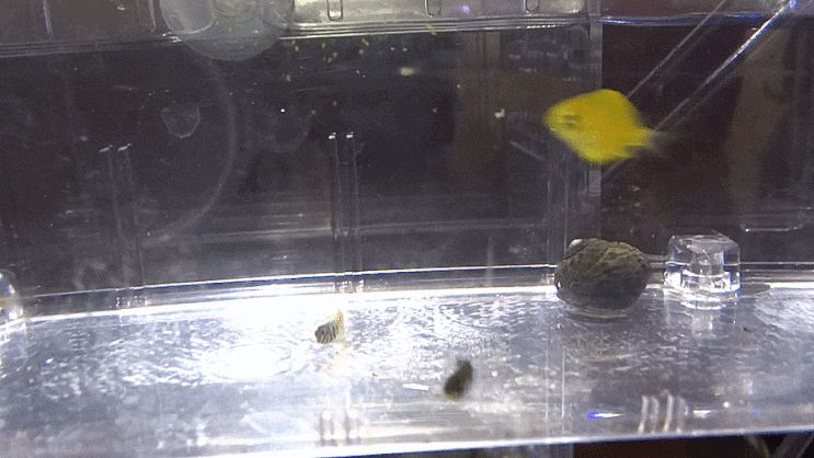  흰꼬리노랑자리돔 Chromis albicauda コガネスズメダイ / 자리돔과 (Family Pomacentridae) 의 1종