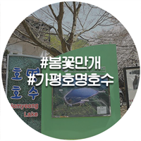  가평 호명산 호명호수-진달래 가득한 벚꽃길