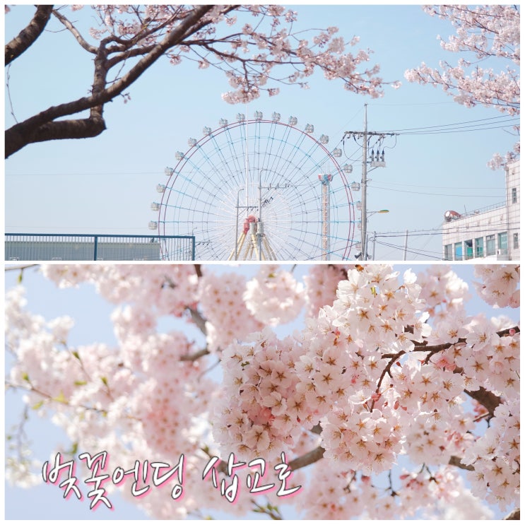  벚꽃엔딩, 삽교호 아이와 나들이가기 좋은 장소, 여기가 일본 오사카인가?