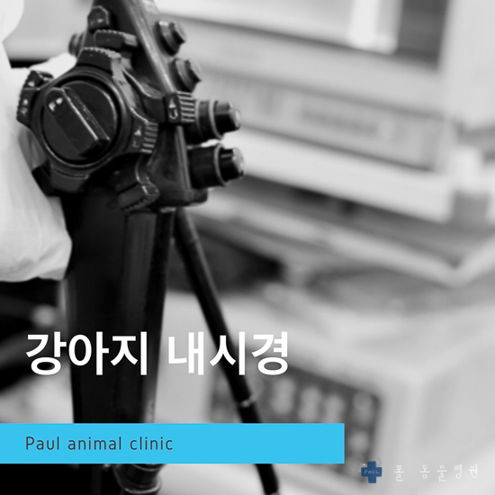  강아지 분출 구토, 내시경 전문 & 성남 분당 24시 폴 동물병원