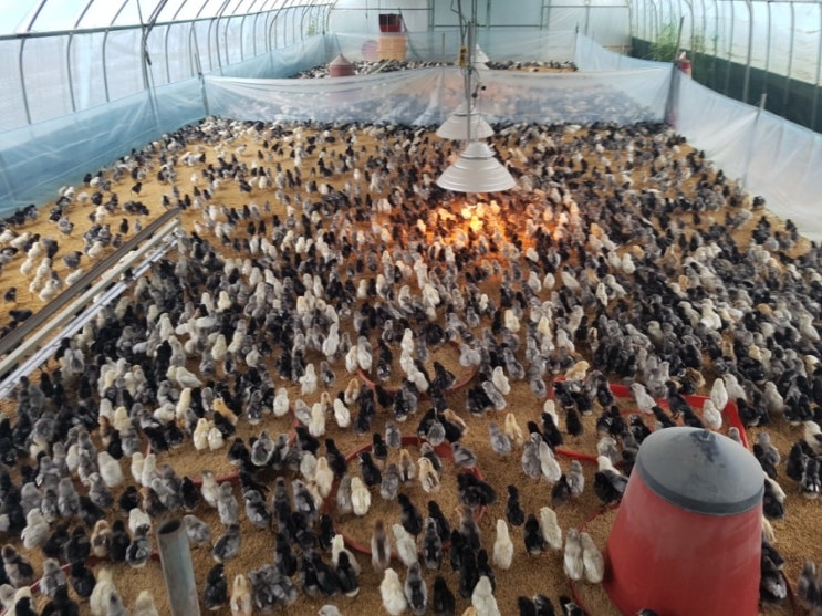  청계닭 병아리 전문 분양합니다~